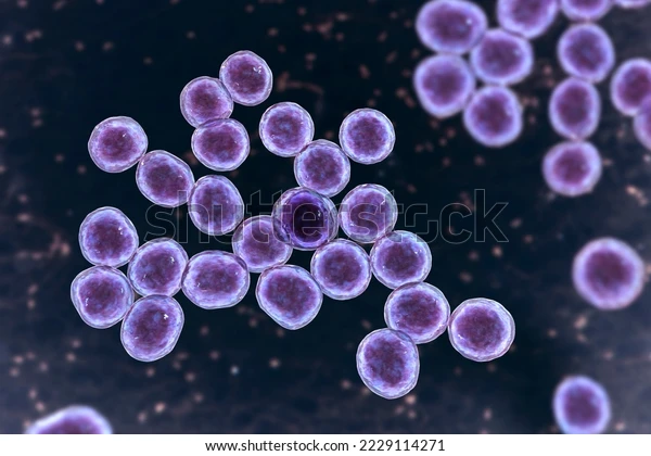 <p>Staphylococcus</p>