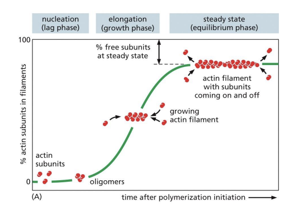 <p>Nucleation = formation of initial oligomer (acts as a nucleus) which can be used for elongation</p>