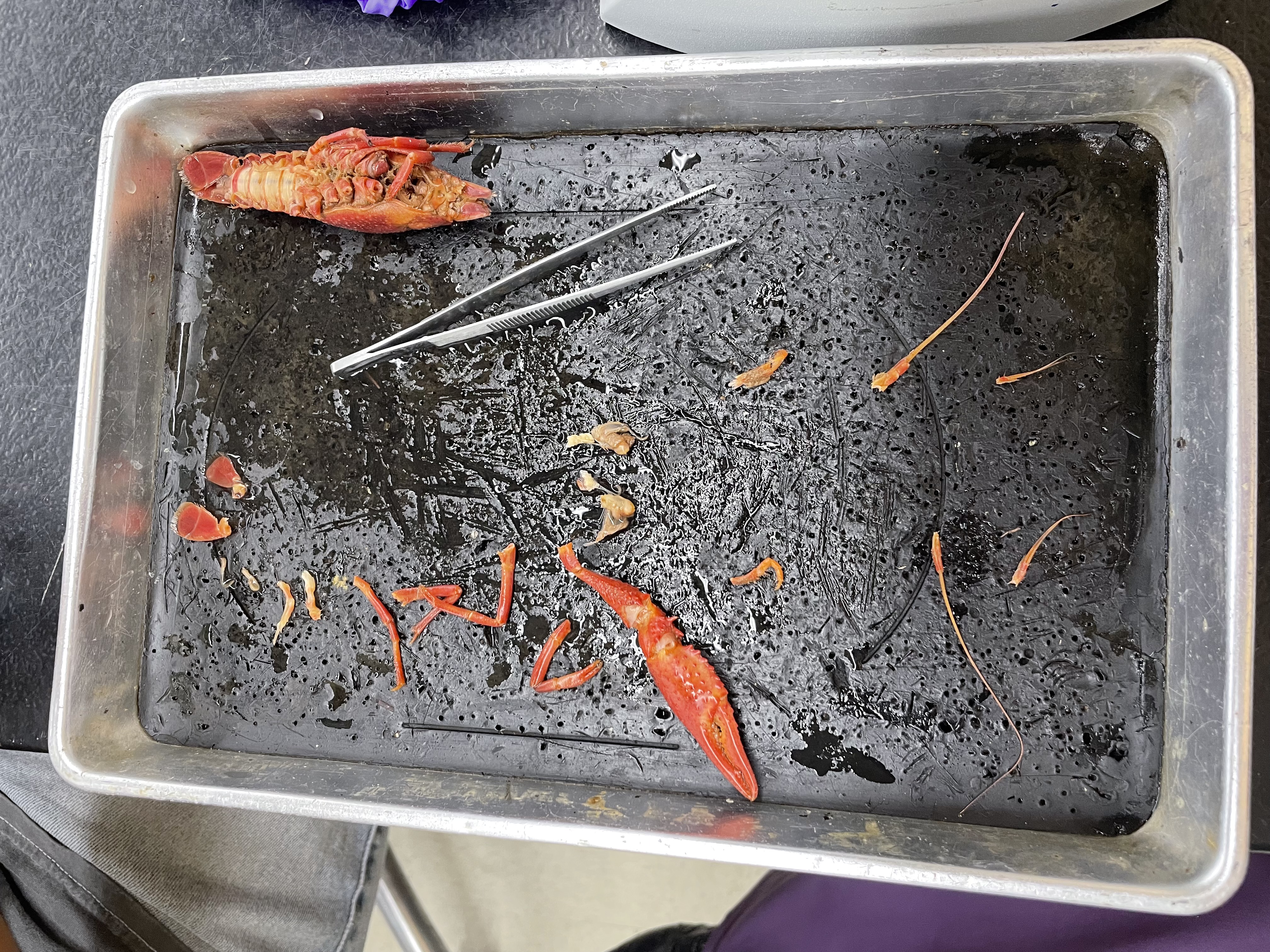 <p>name each of these parts of a crayfish?</p>