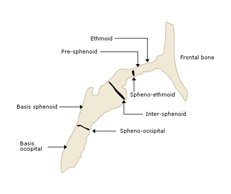 <p>outline the inter-sphenoid (ISS) synchondroses </p>