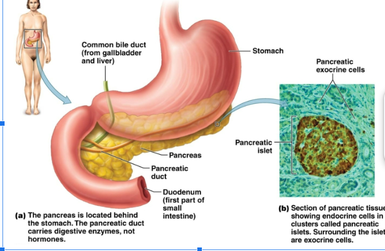 <p>Located behind the stomach. Endocrine cells occur in —— islets. Produces glucagon and insulin hormones.</p>