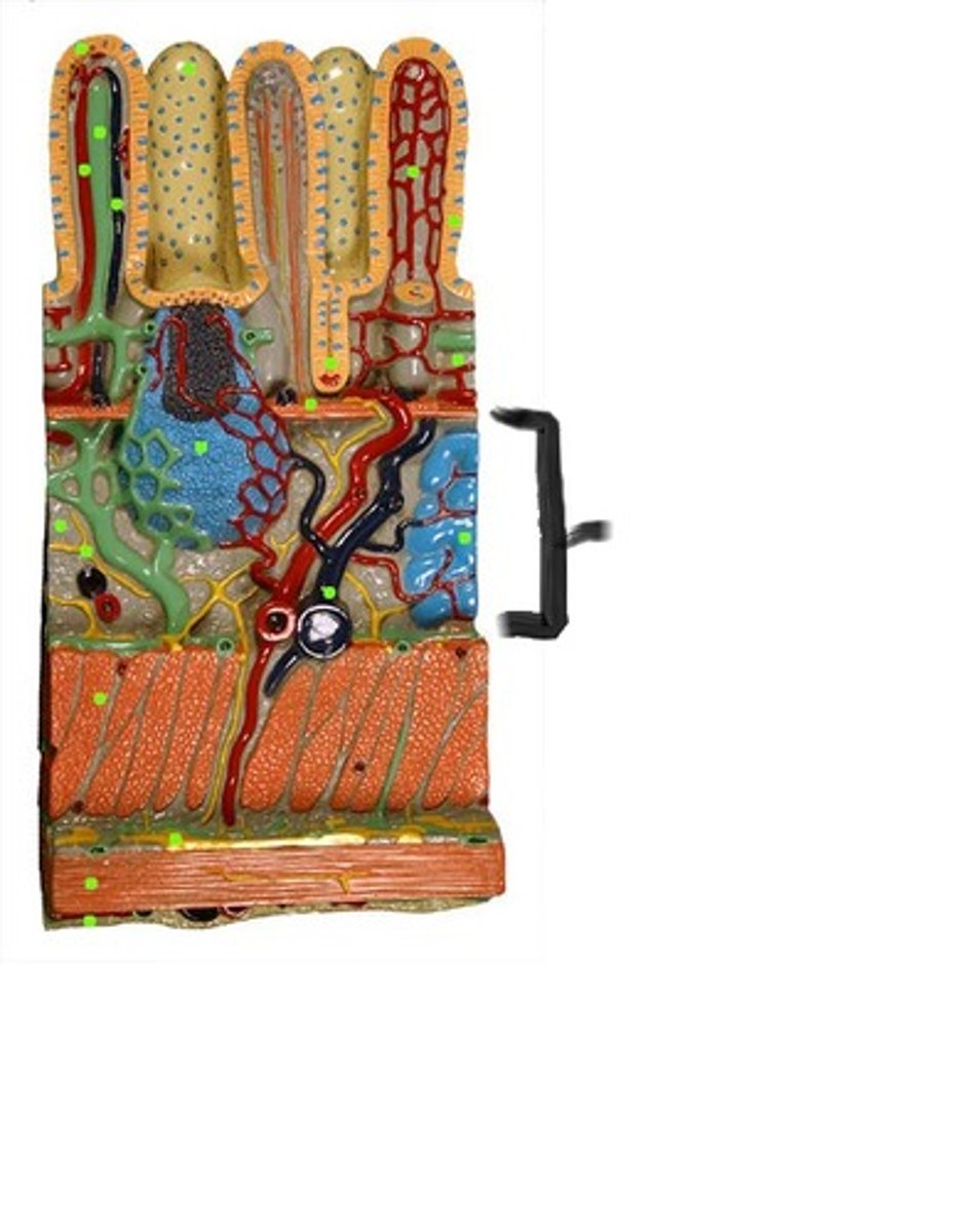 <p>The layer of connective tissue that contains blood vessels and nerves.</p>