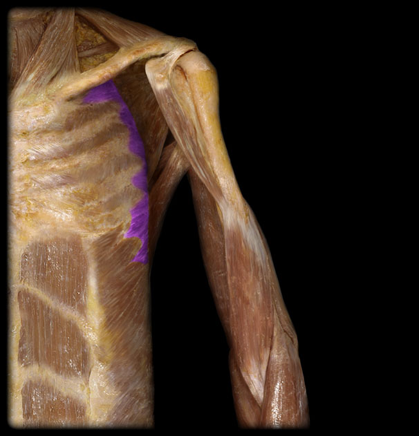 <p>Action of the Serratus Anterior</p>