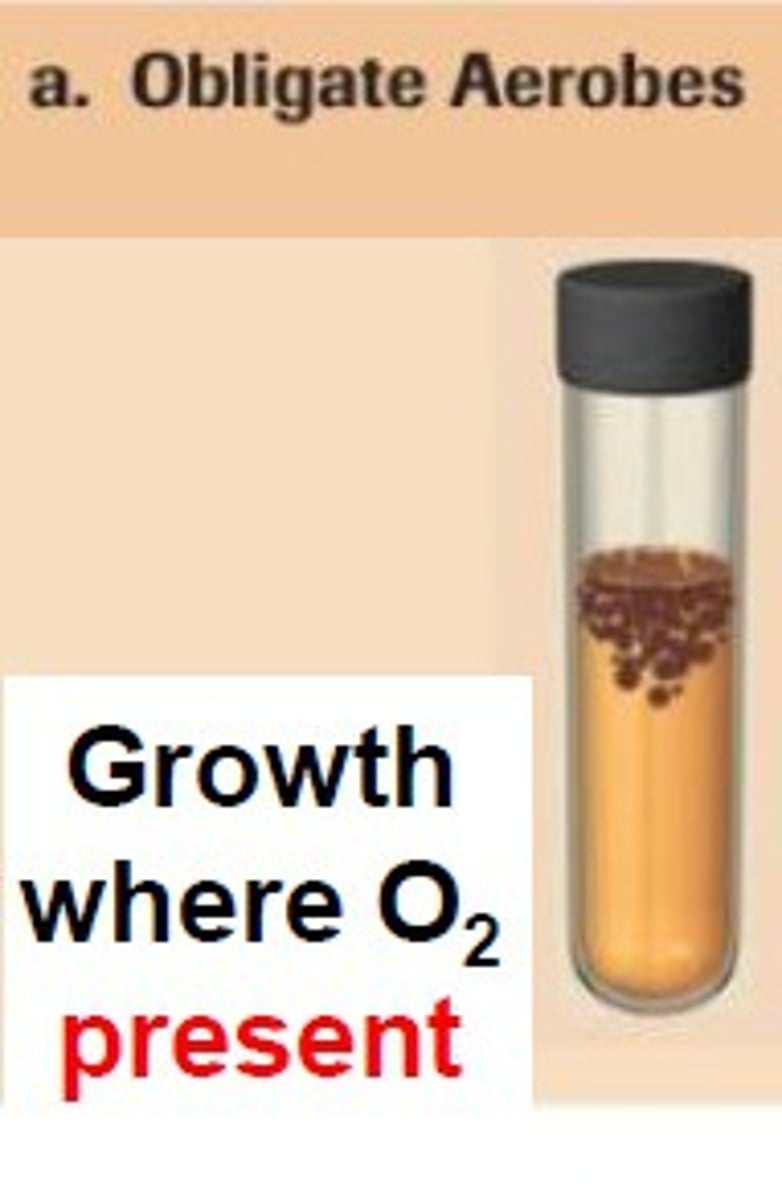 <p>Need oxygen, use cellular respiration to make ATP, float to the top of the culture tube</p>