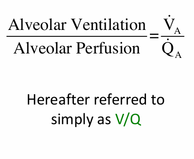 <p>-key to gas exchange</p>