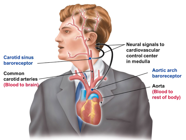 <ul><li><p>autonomically regulates cardiac output and total peripheral resistance</p></li><li><p>respond to changes in arterial blood pressure by elevating or reducing their rate of firing</p></li><li><p>signals alter the ratio of activity in the parasympathetic and sympathetic neurons of the cardiovascular control centers</p></li></ul><p></p>