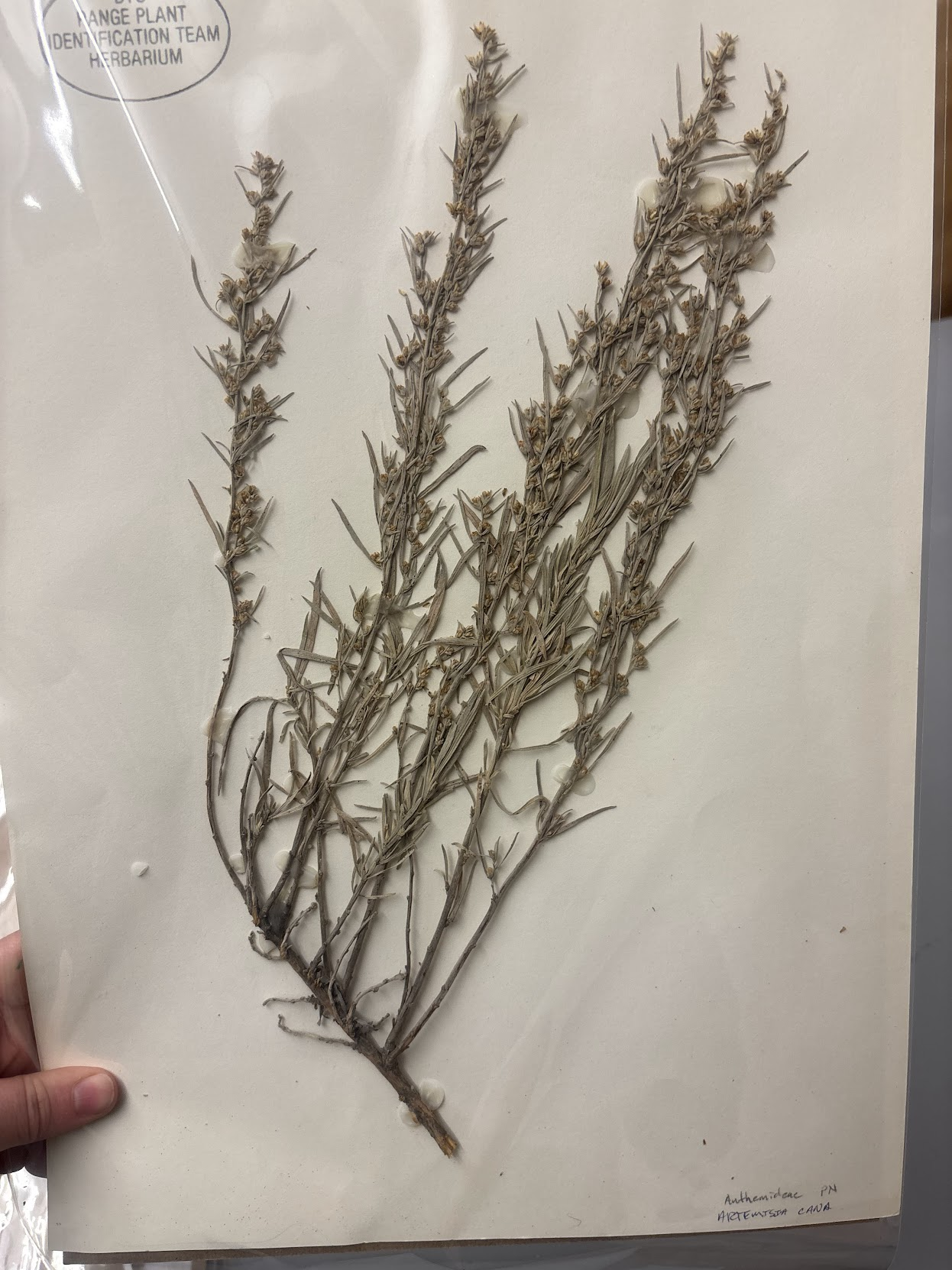 <p><br><span style="background-color: color(srgb 0 0 0 / 0.6);"><span>Anthemideae - Artemisia cana - silver sagebrush.  </span></span></p>