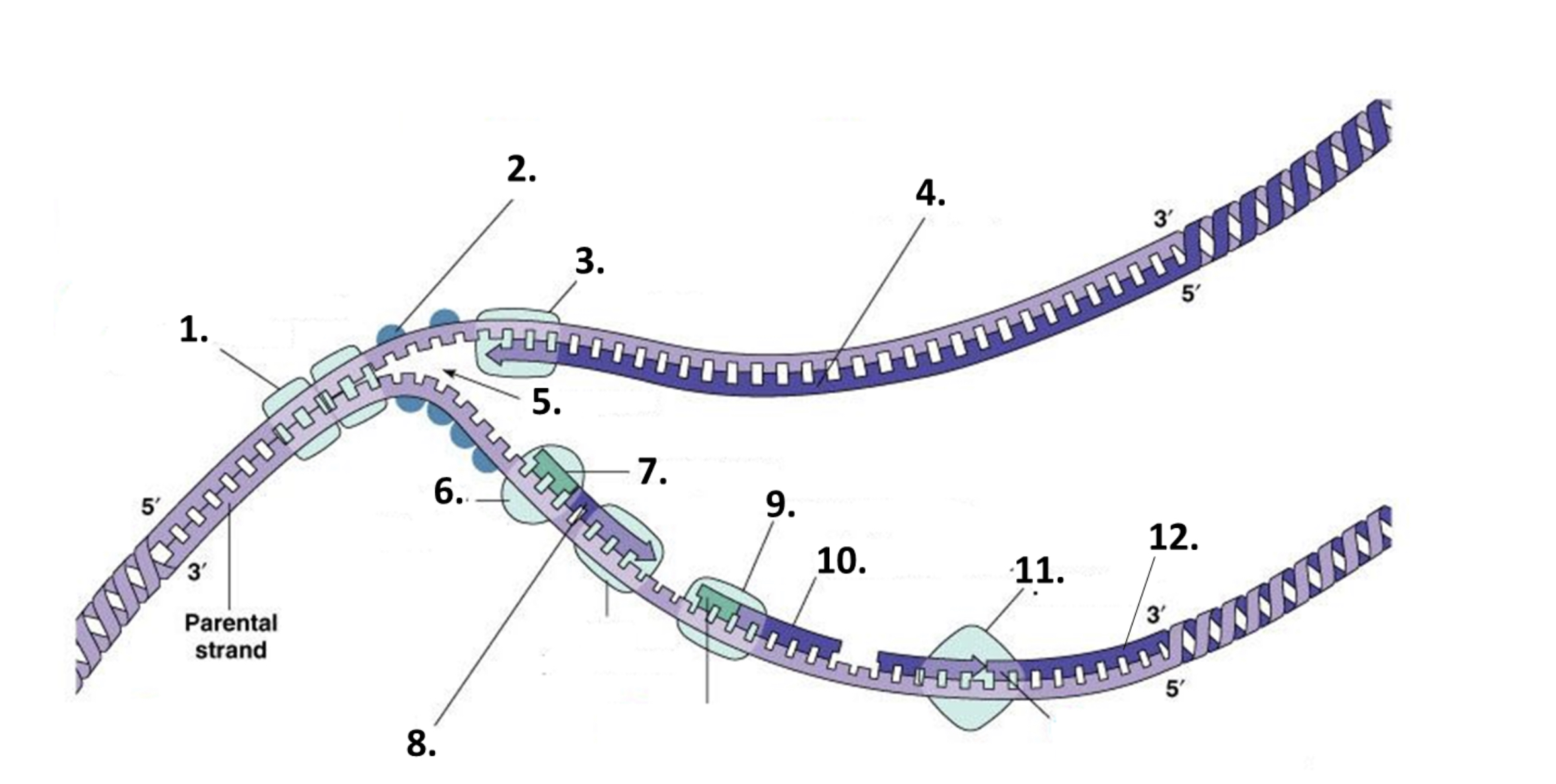 <p>what is number 7 on the diagram?</p>