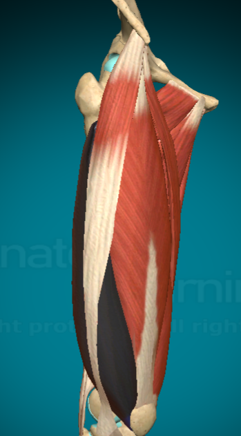 <p>What is this muscle and where are the attachment points?</p>