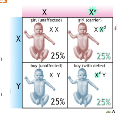 <ul><li><p>Caused by genes on the&nbsp;X chromosome&nbsp;(rarely on the Y).</p></li><li><p>Examples:&nbsp;Color blindness,&nbsp;hemophilia,&nbsp;Duchenne muscular dystrophy.</p></li><li><p>More common in&nbsp;males&nbsp;because they only have&nbsp;one X&nbsp;(no backup copy).</p></li></ul><p></p>