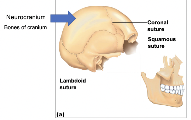 <p>Neurocranium</p>