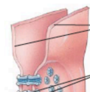 <p>what are the top lines pointing to? (in a gap junction)</p>