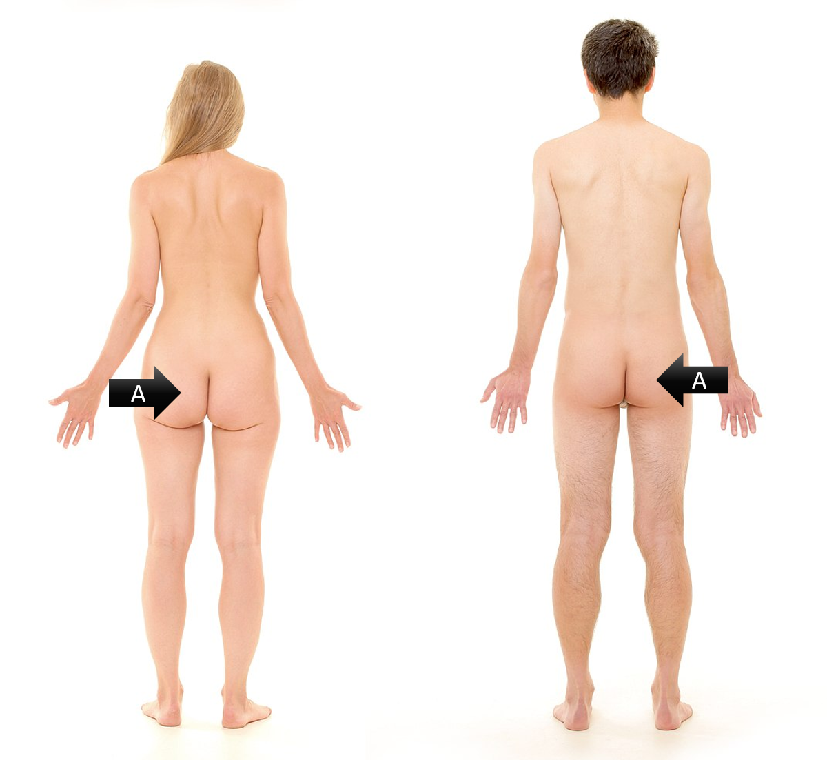 <p><span><span>Identify the gross anatomical region labeled A</span></span></p>