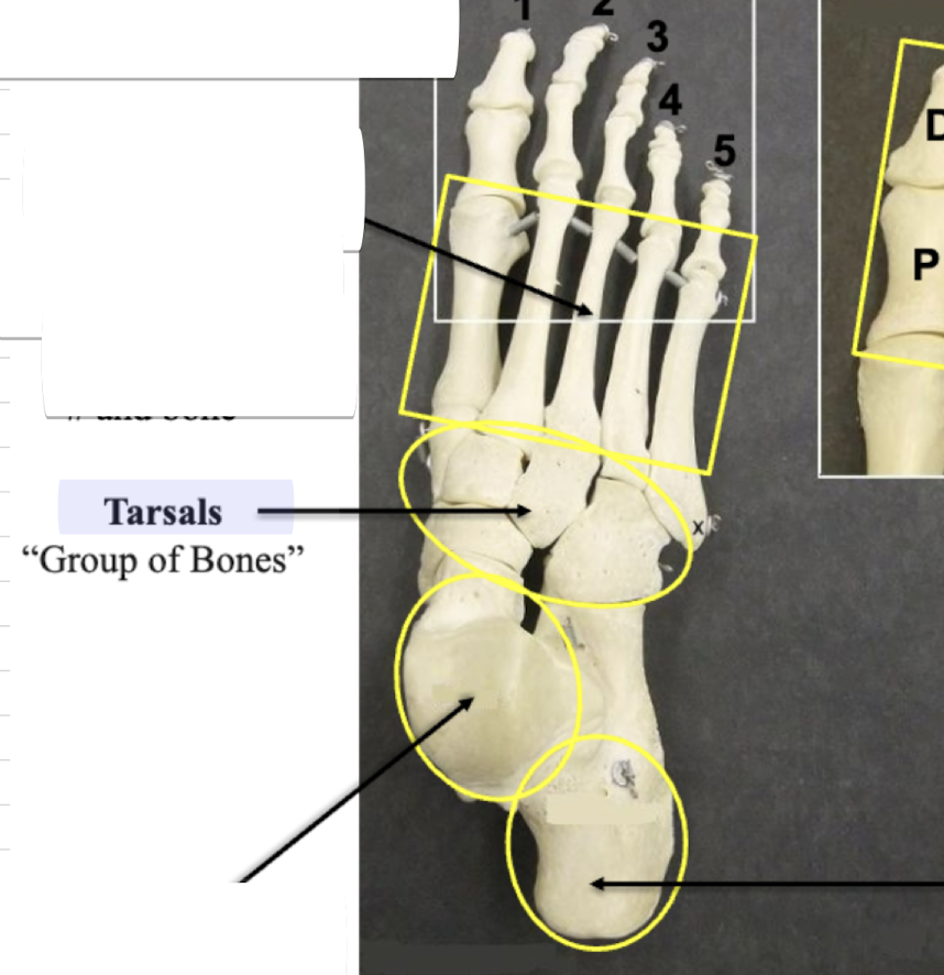 <p>Tarsals</p>