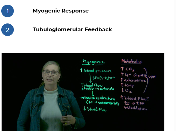<ul><li><p><strong>Myogenic Theory</strong></p><p>Recall from the cardiovascular section of the course that you have already learned about the myogenic theory.</p><p>When blood pressure increases in a blood vessel, that will cause an increase in blood flow and therefore stretch of an arteriole. The response is a reflexive contraction of the smooth muscle within an arteriole. The blood flow after this vasoconstriction is reduced.</p><p></p><p>The same response occurs in the kidneys. When blood flow increases to each nephron, this will increase pressure within each&nbsp;glomerulus and increase the GFR. The myogenic response will function to reduce the GFR, to keep it fairly constant. The myogenic response in the kidneys is a reflexive contraction of the afferent arteriole. &nbsp;The blood flow into each glomerulus will then be reduced, bring the GFR back down.</p></li><li><p><strong>Tubuloglomerular Feedback</strong></p><p><span style="font-size: inherit">The actual content of the filtrate can also regulate the GFR locally. As mentioned earlier, the tubule of a nephron, twists upon itself: the late part of the ascending limb of the loop of Henle passes between the afferent and efferent arteriole. The macula densa is the name given to the cells found at this specialized junction. The macula densa cells detect the salt composition of the filtrate and detectors and the rate of fluid flow. If blood pressure increases, this will cause an increase in how much fluid is filtered. A consequence of that is an increase in the amount of solute like Na<sup>+</sup> and Cl<sup>-</sup> being filtered. When Na<sup>+</sup> and Cl<sup>-</sup> levels in the filtrate are too high, or when fluid flow is too high, the macula densa cells release a paracrine factor that stimulates the afferent arteriole specifically to constrict and therefore reduce the rate of fluid filtration.</span></p></li></ul><p></p>