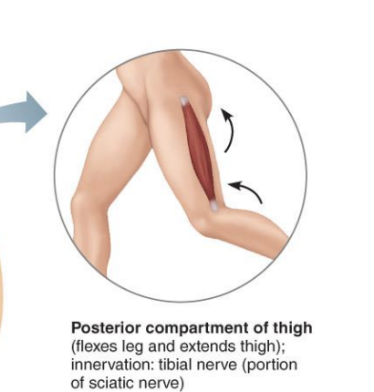 <p><strong>Posterior Compartment of the thigh</strong></p>
