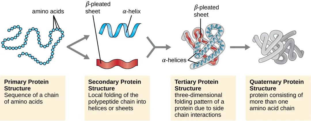 <p>Stages of protein folding </p>