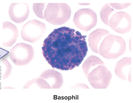 <p><strong>rare</strong>, <strong>0.5–1% </strong>of leukocytes</p><ul><li><p><strong>Bilobed </strong>nucleus</p></li><li><p>Cytoplasm has <strong>blue-violet granules </strong>with <strong>histamine </strong>and <strong>heparin</strong></p></li><li><p><strong>Histamine release </strong>causes <strong>increase</strong> in blood vessel diameter (<strong>vasodilation</strong>) and capillary permeability (classic allergy symptoms)</p></li><li><p><strong>Heparin </strong>release <strong>inhibits </strong>blood <strong>clotting </strong>(anticoagulation)</p></li></ul><p></p>
