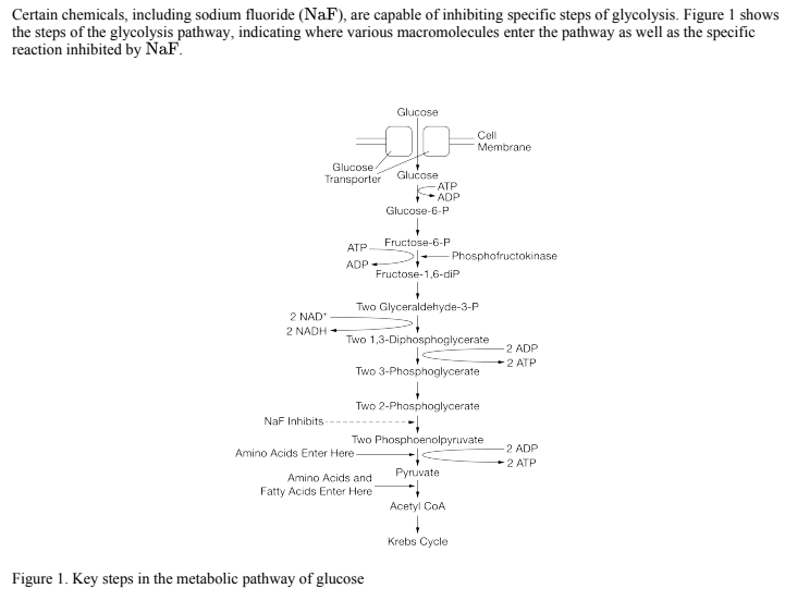<p>Which of the following describes why a glucose transporter is needed to move glucose into the cell?</p><p>(A) Glucose is nonpolar and requires to move across the membrane.</p><p>(B) Glucose molecules are polar and need to move from low concentration to high concentration.</p><p>(C) Glucose molecules are charged, and charged molecules are only ever actively transported.</p><p>(D) Glucose is large and polar and cannot pass through the phospholipid bilayer.</p>