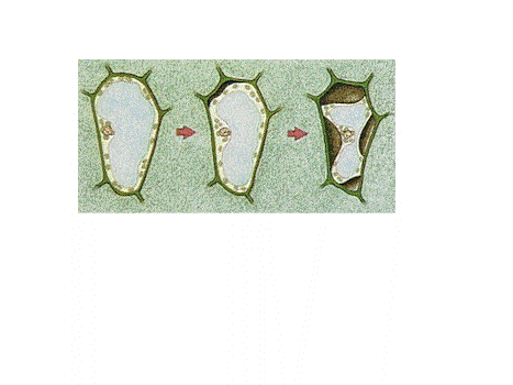 hypotonic environment to plant cell is ideal (turgid)
isotonic = flaccid, slightly wilting
hypertonic = plasmolyzed