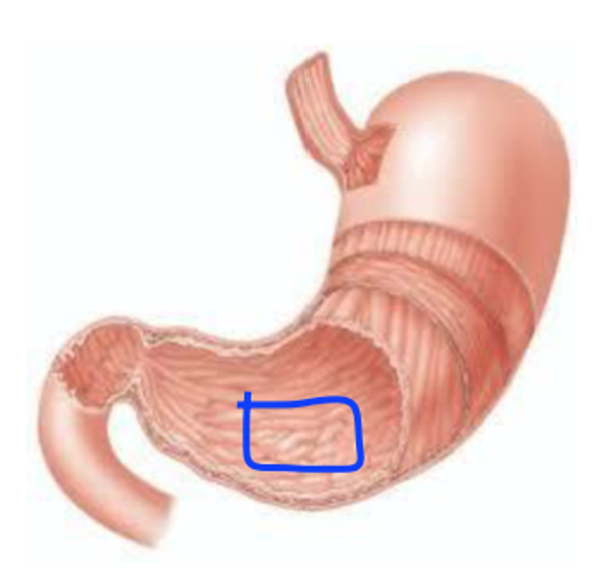 <p>What part of the stomach is this?</p>