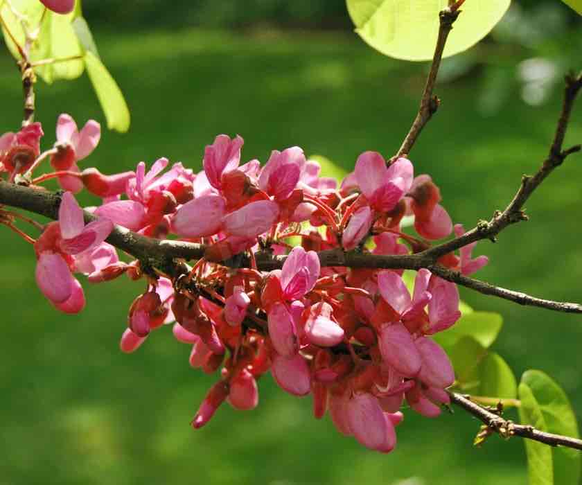 <p>Cercis siliquastrum</p>