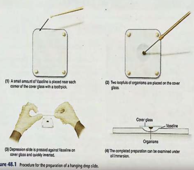 <p>Hanging Drop Preparation</p>