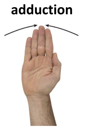 <p>Adduction</p>