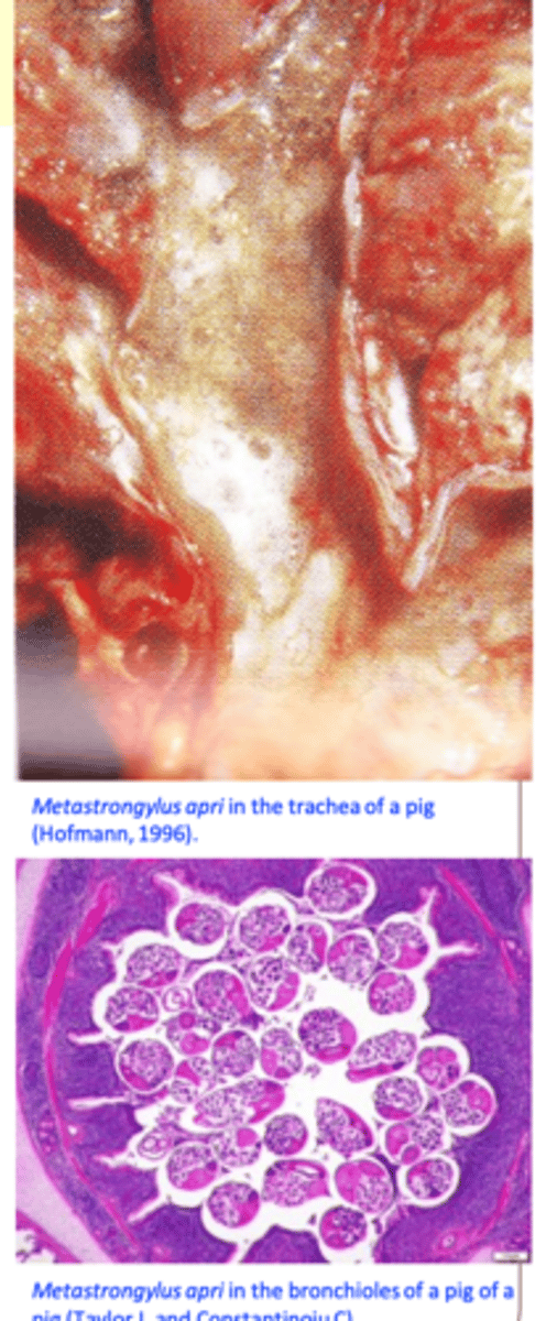 <p>• Pigs 4 - 6 months old usually affected: coughing, dyspnoea, unthriftiness;</p>