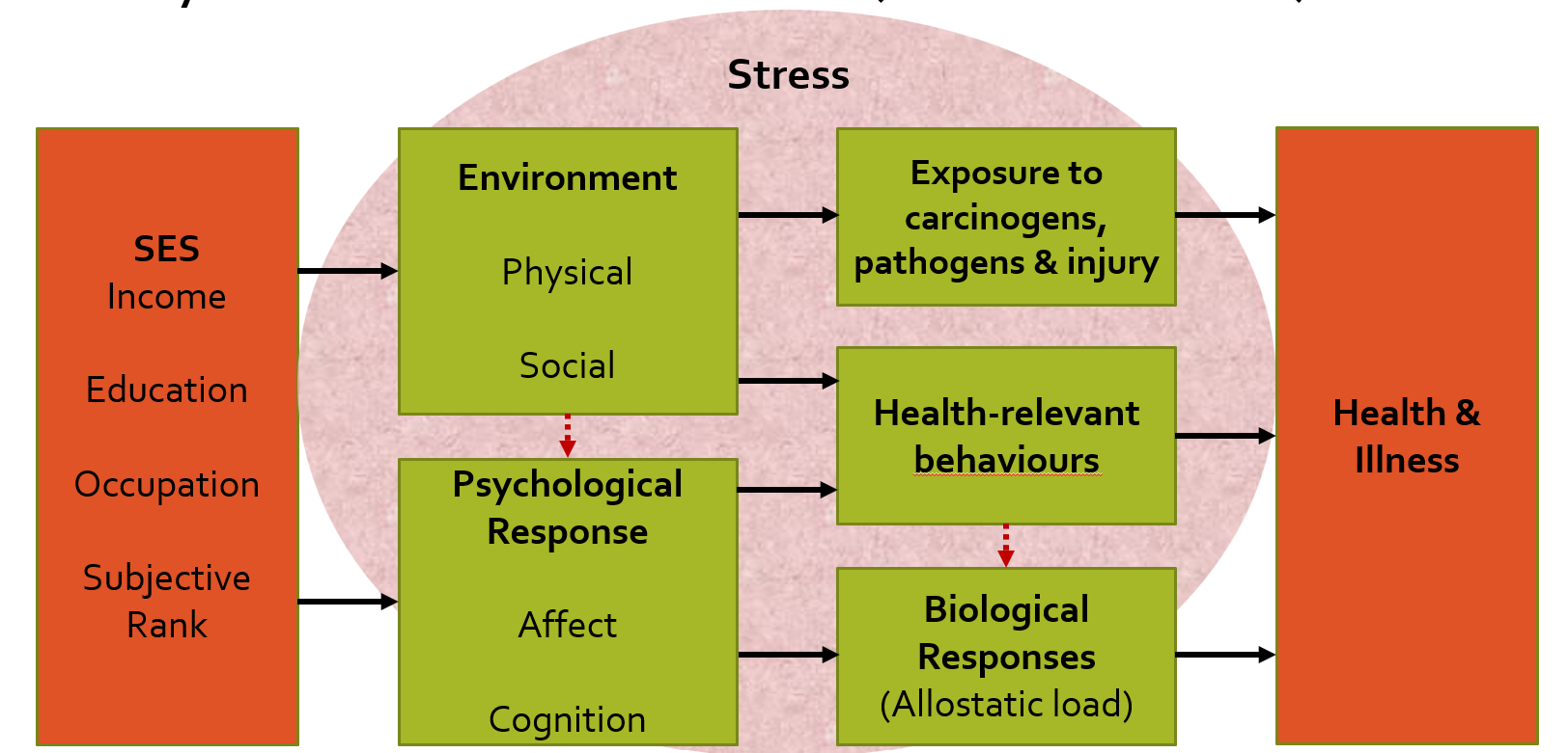<p>environment</p><ul><li><p>physical (toxins and pathogens, water supply)</p><ul><li><p>Noise, pollution and crowding</p></li><li><p>poor infrastructure - accidents</p></li><li><p>physically dangerous jobs</p></li><li><p>limited access to recreational facilities, quality health care, healthy food</p></li></ul></li><li><p>social</p><ul><li><p>crime and violence</p></li><li><p>social conflict</p></li><li><p>less social support</p></li></ul></li></ul><p>psychological response</p><ul><li><p>affect</p><ul><li><p>awareness of neg stereotypes being treated differently, and discrimination</p></li><li><p>daily distress</p></li></ul></li><li><p>cognition</p><ul><li><p>low sense of personal control (perceived control at work explained more than half of the health gradient among civil servants low optimism - hopelessness, hostility and anger —&gt; greater risk of chronic health disorders (CHD)</p></li><li><p>slower recovery from major surgeries (coronary bypass surgery)</p></li></ul></li></ul><p></p><p>—&gt;health compromising behaviors</p><ul><li><p>stress relieving behaviors - eg smoking sedentary lifestyle, high fat diet</p></li><li><p>low adherence to medical treatments among the less educated&nbsp;</p><ul><li><p>high ses diabetics showed better blood sugar control than low ses</p></li><li><p>fully explained by adherence to treatment / interventions</p></li></ul></li></ul><p>—&gt; biological responses&nbsp;</p><ul><li><p>allostatic load (AL) cumulative wear and tear from chronic exposure to stress&nbsp;</p><ul><li><p>AL score - sum of indicator in highest risk quartile (top 25%)</p></li><li><p>BP, waist to hip ratio, cholesterol, blood glucose, cortisol,&nbsp;DHEA (dehydroepiandrosterone), epinephrine, and norepinephrine.</p></li></ul></li></ul><ul><li><p>—&gt; higher disease risk and mortality, poorer physical health, cognitive function and mortality</p></li><li><p>&nbsp;lower ses elderly had higher baseline</p></li></ul><p></p><p></p>