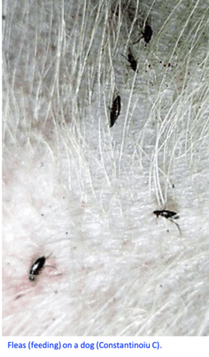 <p>• Permanent parasites, less than 15 % would leave the host =&gt; the usual way of acquiring fleas: from the environment</p><p>• Grooming is very important in parasite-host relationship</p>