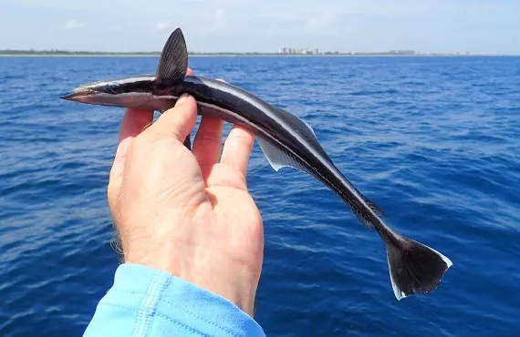 <p>wider white borders on dark tail</p><p>had more white on vertical fins</p><p>usually 21 lamellae</p>