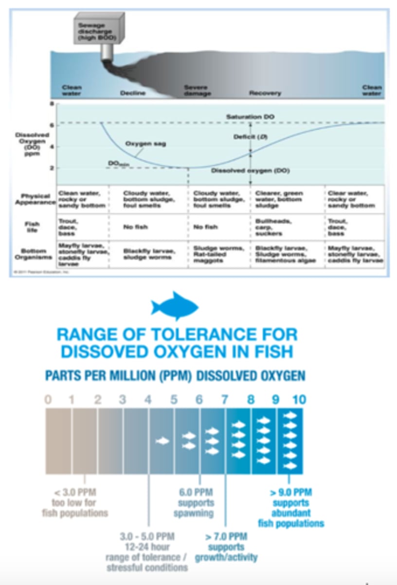 <p>The curve obtained when the concentration of dissolved oxygen in a river into which sewage or some other pollutant has been discharged is plotted against the distance downstream from the sewage outlet</p>