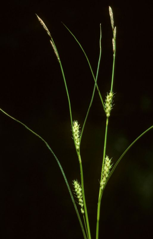 <p>Carex hirta</p>