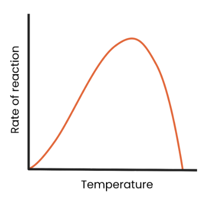 <ul><li><p><strong>as temperature increases to optimum, rate of reaction increases</strong> as kinetic energy increases, so more enzyme-substrate complexes form.</p></li><li><p><strong>as temperature exceeds optimum, rate of reaction decreases</strong> as the enzyme denatures (the tertiary structure and active site change shape) as hydrogen/ ionic bonds break.</p><ul><li><p>The active site is no longer complementary so fewer enzyme-substrate complexes form.</p></li></ul></li></ul><p></p>