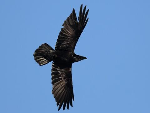 <p><em>Common </em>Raven</p>