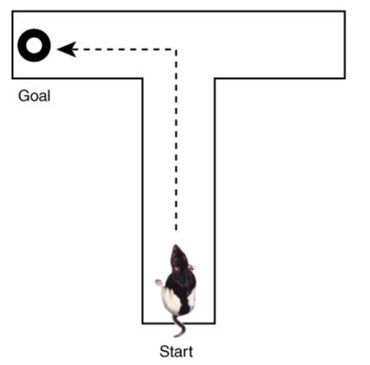 <p>maze type that involves an alley ending in a "T" shape, giving the animal two path choices to reach food in goal box<br>- over trials, animal learns to run up and go left</p>