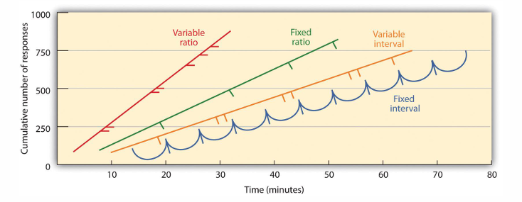 <p><strong>Fixed interval:</strong></p><p>o Reinforcer every x amount of time.</p><p>o Actie blijft nodig. 56</p><p>o E.g.: Quiz every Monday</p><p>als die maandag er aan komt meer gedrag neemt dan weer af</p><p></p><p><strong>Variable interval:</strong></p><p>o Reinforcer every x amount of time on average.</p><p>o Berichten op telefoon.</p><p></p><p><strong>Fixed ratio:</strong></p><p>o Reinforcer every nth response (mogelijk om ratio op te bouwen).</p><p>o Betaling per batch.</p><p>elke zoveel responses</p><p>betaling per batch</p><p></p><p><strong>Variable ratio:</strong></p><p>o Reinforcer every nth response on average.</p><p>o Onzekerheid levert regelmatig gedragspatroon op.</p><p>o “Misschien de volgende…” → gokken in het casino</p><p>gemiddeld heel onregelmatig </p><p></p>