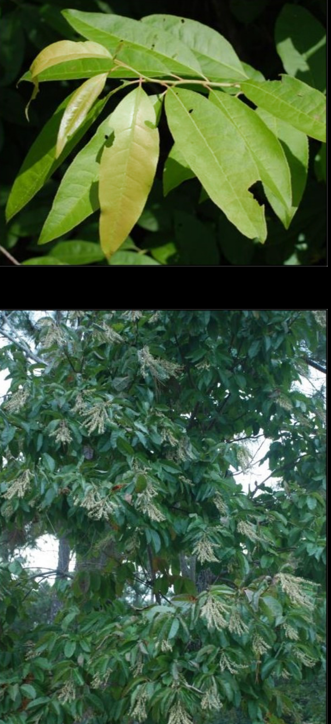 <p>sourwood</p>