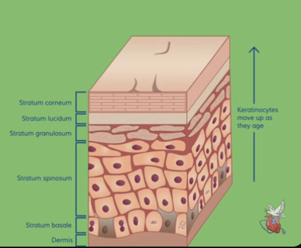 <p>Presenting the layer underneath the Spinosum of the Epidermis—&gt; Stratum Basale </p>