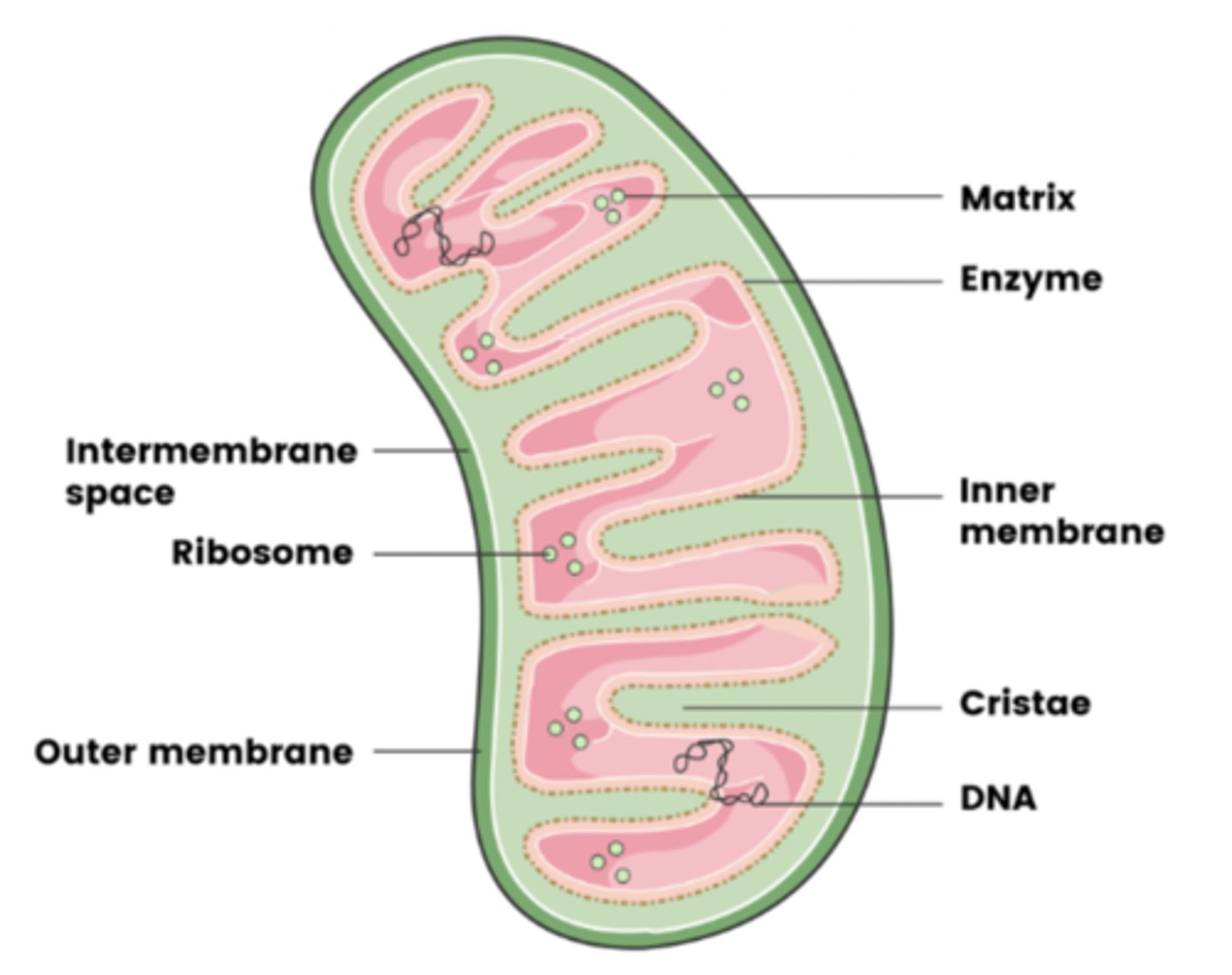 <p>- Matrix</p><p>- Enzymes</p><p>- Inner membrane</p><p>- Cristae</p><p>- (Circular) DNA</p><p>- Inter-membrane space</p><p>- Ribosomes</p><p>- Outer membrane</p>