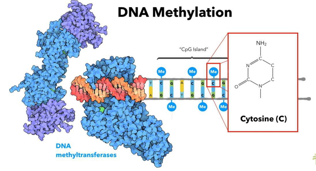 <p>methyl group tags are transferred to new strands of DNA by proteins called DNA methyltransferases</p>