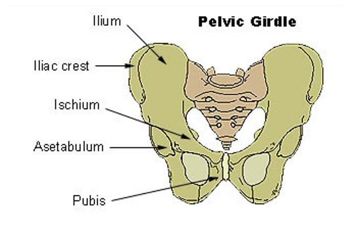 <p>- sacrum, 2 coxal bones</p><p>- stable base, attaches lower limbs to axial skeleton, strongest ligaments</p><p>- transmits weight and supports</p>