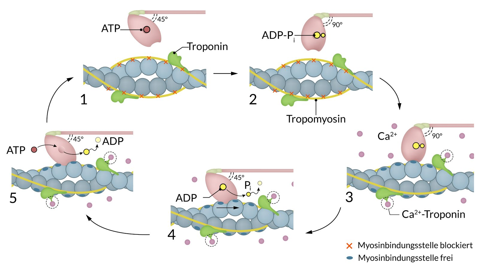 <p>B. Different ATPase activity of myosin</p>
