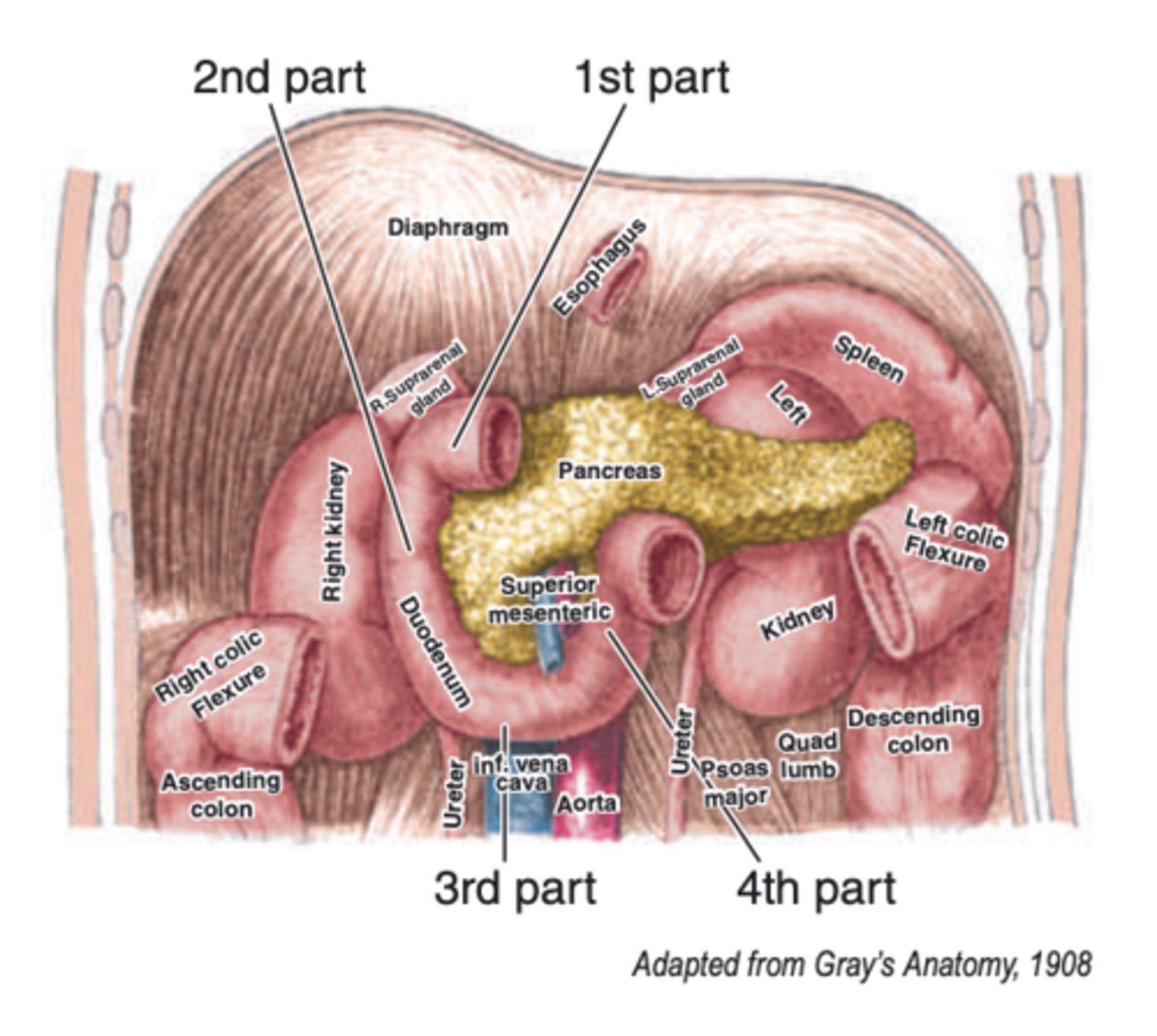 <p>course UPWARD to the suspensory ligament of Treitz where it leads to the duodenojejunal flexure</p>