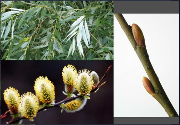 <p>- Buds with single cap-like scale, lateral</p><p>- Catkins erect</p><p>- Usually riparian</p>