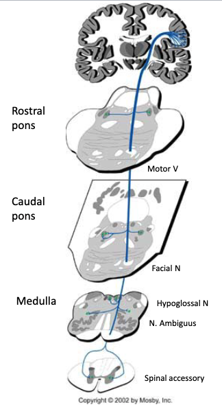 <p>corticobulbar pathway</p><p>EXCEPT CN nuclei that innervate muscles for eye movement receive input from cortex via a different pathway (gaze centers to enable eye to move together)</p>