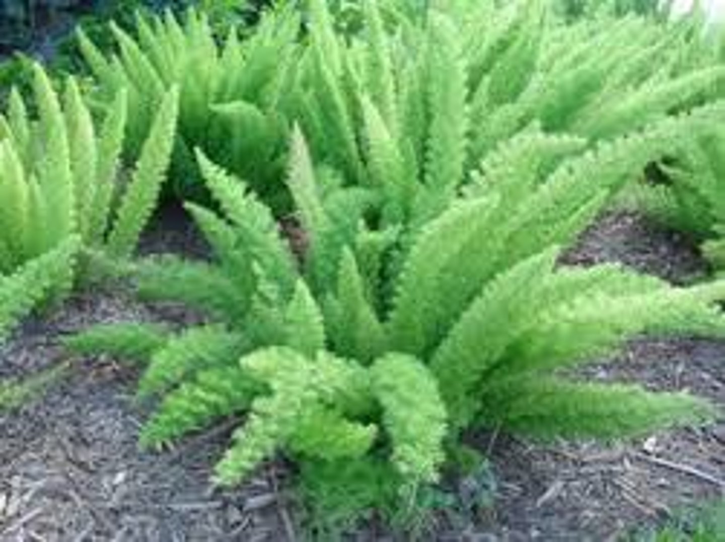 <p>Asparagus densiflorus 'Meyersii'</p>