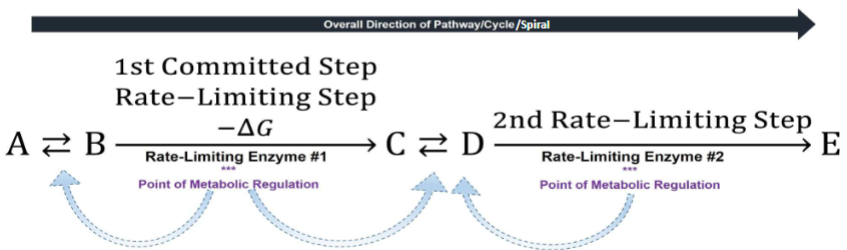 <ul><li><p>I. Metabolic processes regulated to meet supply &amp; demand living organisms have for specific metabolites, &amp; maintain overall cellular &amp; organismal homeostasis</p></li><li><p>reversible step A-B, irreversible step b→C, RLS move in single direction</p></li><li><p>what makes irreversible is large delta G</p></li></ul><p></p>