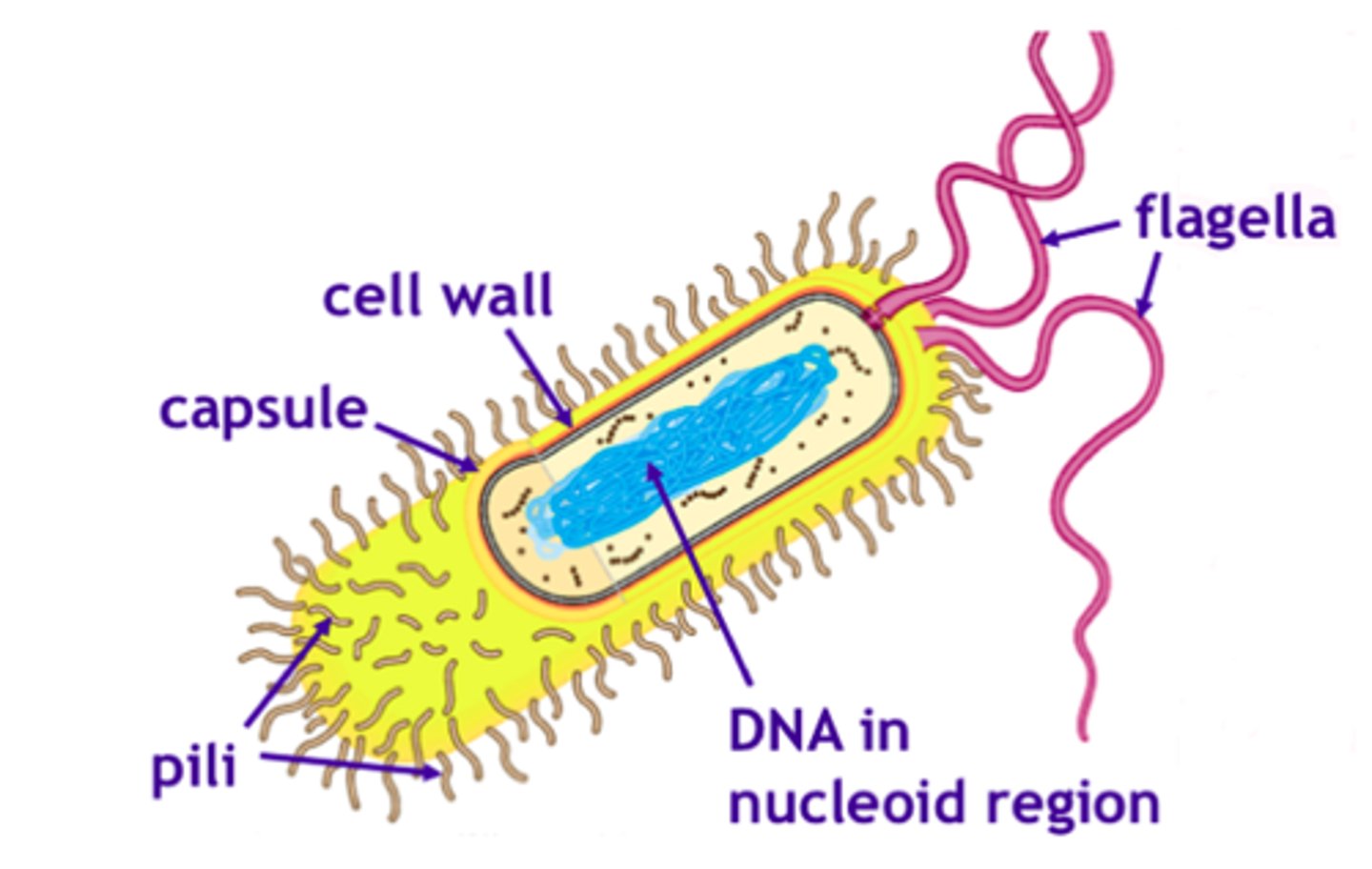 <p>Protein filaments on the cell wall that help with cell adhesion and transferring of DNA between two cells.</p>